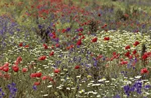 Images Dated 1st July 2008: Wildflowers in meadow