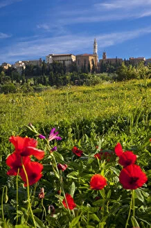 Images Dated 21st January 2013: Wildflowers below the medieval town of Pienza