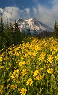 Ecosystem Gallery: Wildflowers and Mt. Rainier, Washington