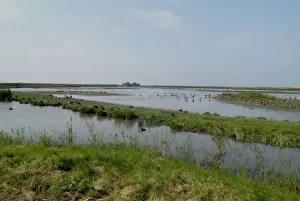 Wildfowl - Cley Marshes, Norfolk - UK