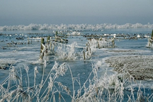 Images Dated 20th February 2007: Wildfowl - including Swan, wintering in snow. Welney Wash, Norfolk, UK