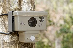 Images Dated 13th April 2007: Wildlife Camera Trap - used by conservationists