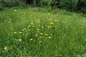 Images Dated 9th May 2006: Wildlife Garden Damerham, Hampshire, UK