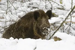 Wildschwein