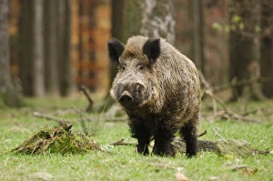 Images Dated 18th November 2006: Wildschwein