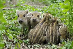 Wildschwein