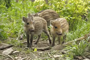 Wildschwein