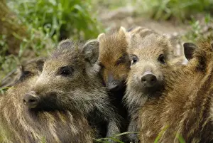 Wildschwein