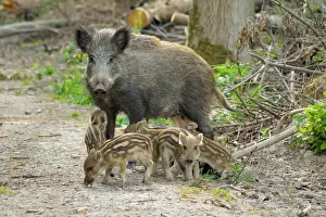 Wildschwein