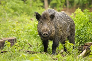 Images Dated 4th June 2007: Wildschwein