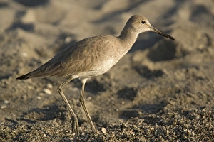 Images Dated 17th February 2006: Willet