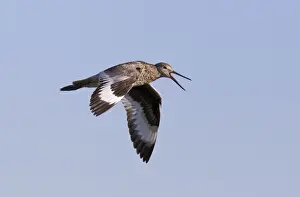 Willet - adult calling in flight - July in Wyoming - USA