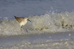 Willet - and breaking wave, Fort de Soto, florida, USA BI002099
