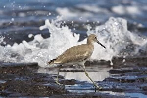 Images Dated 20th November 2007: Willet (Catoptrophorus semipalmatus) in winter plumage, feeding at tide-line. Galapagos