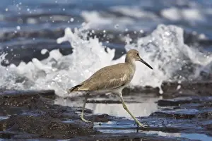 Willet (Catoptrophorus semipalmatus) in winter plumage, feeding at tide-line. Galapagos