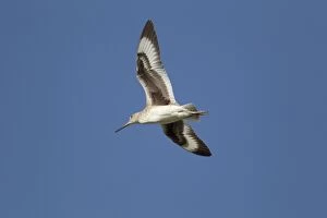 Images Dated 27th April 2012: Willet - display flight
