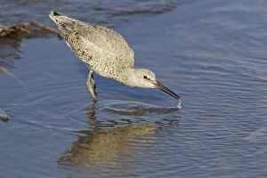 Images Dated 27th April 2012: Willet - drinking
