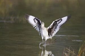 Willet - landing, with wings outstretched