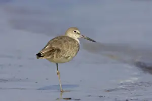 Willet - Standing on one leg, Fort de Soto, florida, USA BI002088