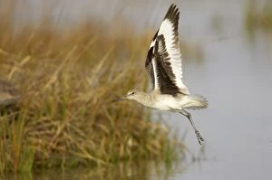 Willet - taking off from lagoon