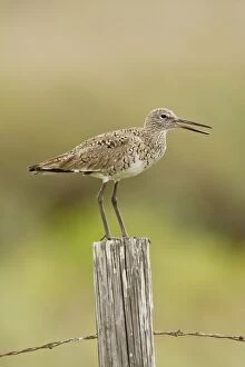 Images Dated 31st March 2005: Willet Texas in March