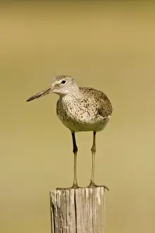 Willet Texas in March