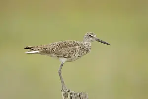 Willet Texas in March