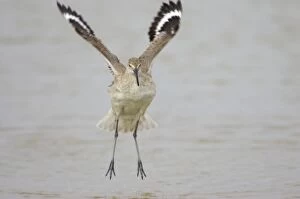 Willet - wing flapping after washing