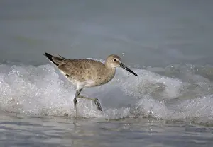 Willet - winter Florida, USA