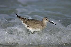 Images Dated 31st March 2005: Willet - in winter Florida, USA