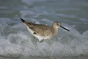 Willet - in winter Florida, USA