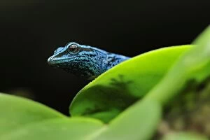 Images Dated 14th October 2008: William's Dwarf Gecko / Electric Blue Gecko