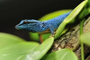 Images Dated 15th October 2008: William's Dwarf Gecko / Electric Blue Gecko