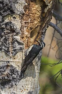 Williamsons Sapsucker - male at nesting cavity in summer -