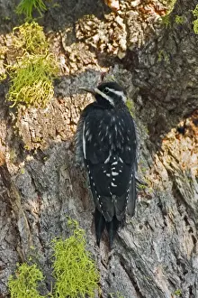 Williamson's Sapsucker, Sphyrapicus thyroideus. Washington in July