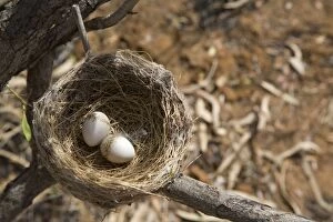 Images Dated 25th October 2007: Willie Wagtail nest and eggs At Mt Barnett, Gibb River Road, Kimberley, Western Australia