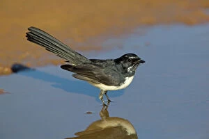 Willie Wagtail - at a pool