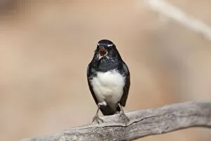 Images Dated 17th April 2009: Willie Wagtail - singing