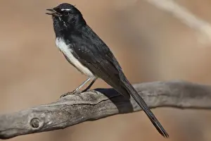 Wagtails Prints: Willie Wagtail Singing in Donkey Creek near Canteen Creek Aboriginal Community
