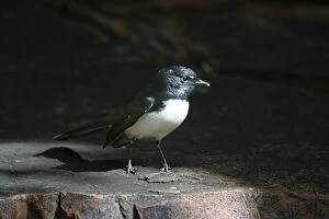 Images Dated 30th May 2003: Willie Wagtail Trephina Gorge Nature Park, Northern Territory, Australia