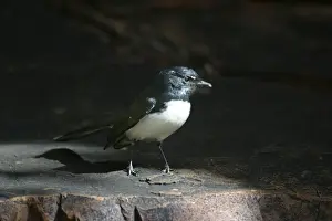 Willie Wagtail Trephina Gorge Nature Park, Northern Territory, Australia