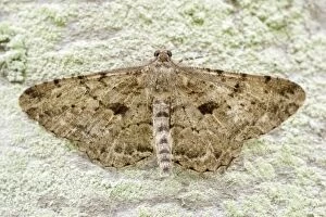 Willow Beauty Moth, Norfolk UK