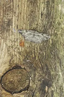 Beauties Prints: Willow Beauty Moth Peribatodes rhomboidaria Essex, UK IN000486