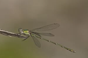 Images Dated 4th August 2012: Willow Emerald Damselfly male