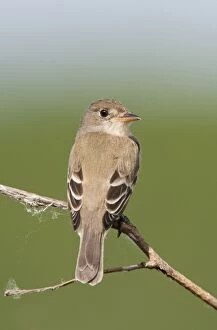Images Dated 6th June 2009: Willow Flycatcher