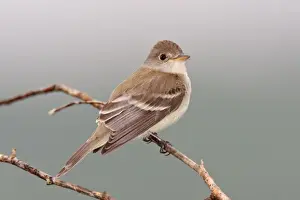 Flycatchers Prints: Willow Flycatcher - June - CT - USA