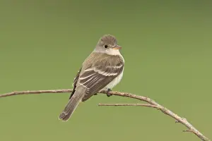 Willow Flycatcher - June - CT - USA