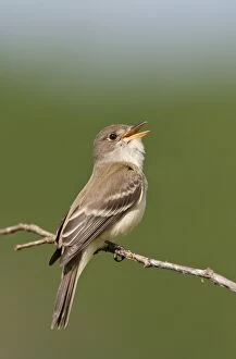 Images Dated 6th June 2009: Willow Flycatcher - singing