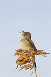 Flycatcher Prints: Willow Flycatcher - singing - spring - Connecticut - USA