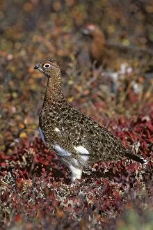 Images Dated 2nd July 2010: Willow Ptarmigan - well camouflaged in autumn colored tundra - Alaska B800